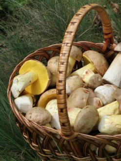 ceps-tips